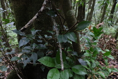 Cryptocarya foveolata