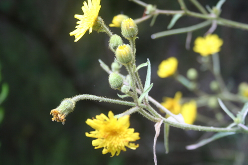 Andryala glandulosa