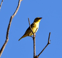 Ploceus cucullatus