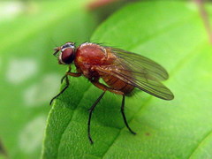 Thricops diaphanus