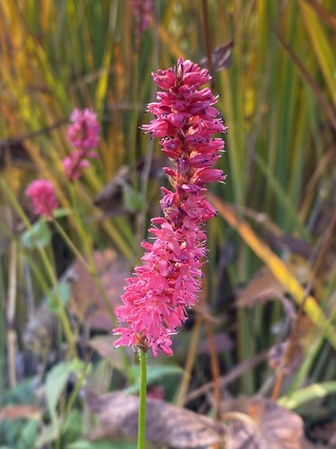 Bistorta officinalis iNat (2)