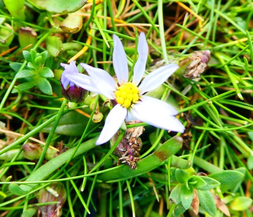 Tripolium pannonicum iNat (3)