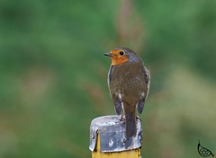 Erithacus rubecula