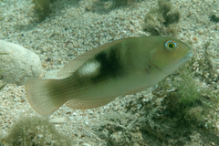 Choerodon cyanodus
