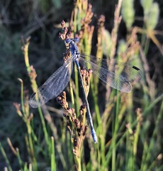 Lestes macrostigma