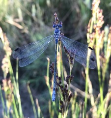 Lestes macrostigma
