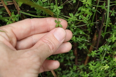 Galium leptogonium