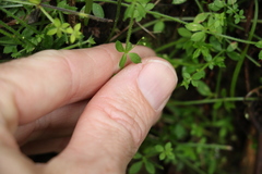 Galium leptogonium
