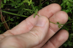 Galium leptogonium