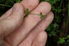 Galium leptogonium
