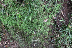 Galium leptogonium