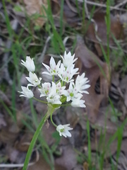 Allium fraseri