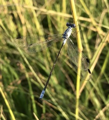 Lestes macrostigma