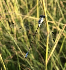 Lestes macrostigma