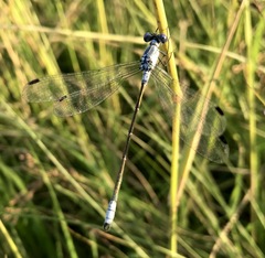 Lestes macrostigma