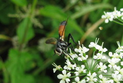 Cylindromyia brassicaria