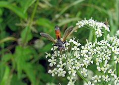 Cylindromyia brassicaria