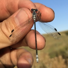 Lestes macrostigma