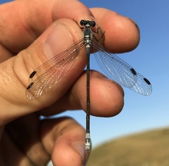 Lestes macrostigma