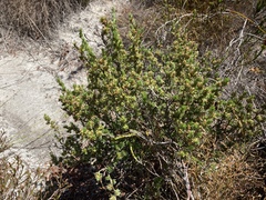 Cliffortia sericea