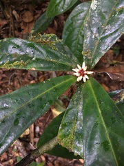 Paypayrola blanchetiana