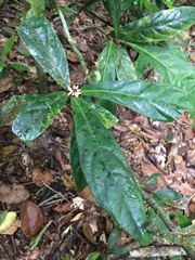 Paypayrola blanchetiana