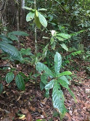 Paypayrola blanchetiana