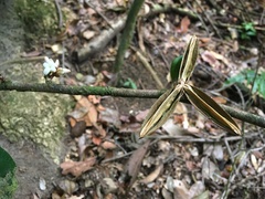 Paypayrola blanchetiana