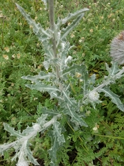 Cirsium occidentale occidentale