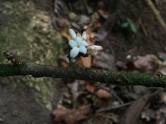Paypayrola blanchetiana