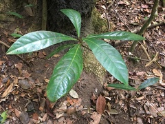 Paypayrola blanchetiana
