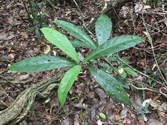 Paypayrola blanchetiana