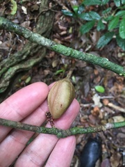 Paypayrola blanchetiana