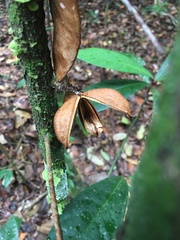 Paypayrola blanchetiana