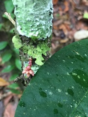 Paypayrola blanchetiana