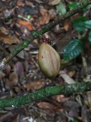 Paypayrola blanchetiana