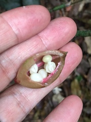 Paypayrola blanchetiana