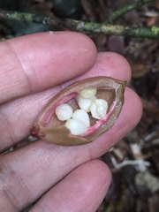 Paypayrola blanchetiana