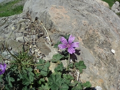 Malva sylvestris