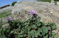 Malva sylvestris