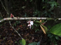 Paypayrola blanchetiana