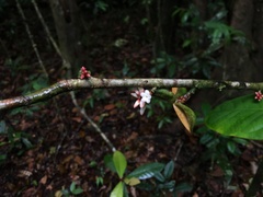 Paypayrola blanchetiana