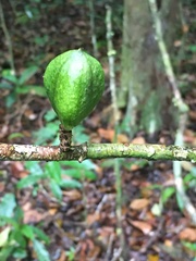 Paypayrola blanchetiana
