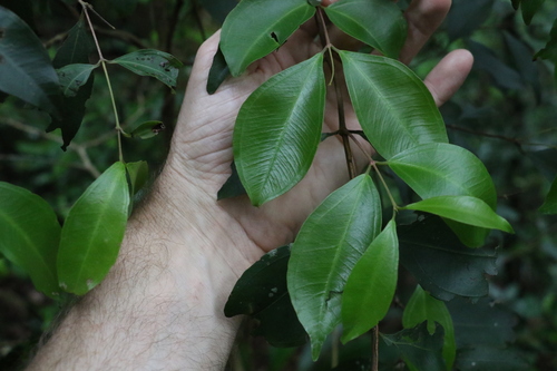 Image of Rhodamnia whiteana by (c) Greg Tasney, some rights reserved (CC BY-SA)