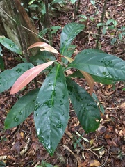 Paypayrola blanchetiana
