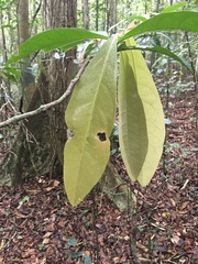 Paypayrola blanchetiana