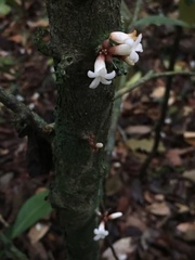 Paypayrola blanchetiana