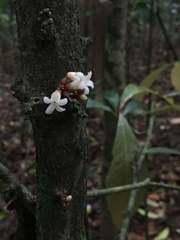 Paypayrola blanchetiana