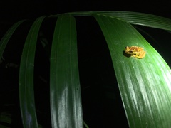 Dendropsophus haddadi