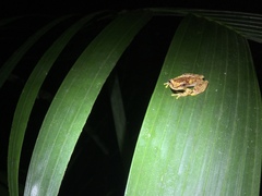 Dendropsophus haddadi